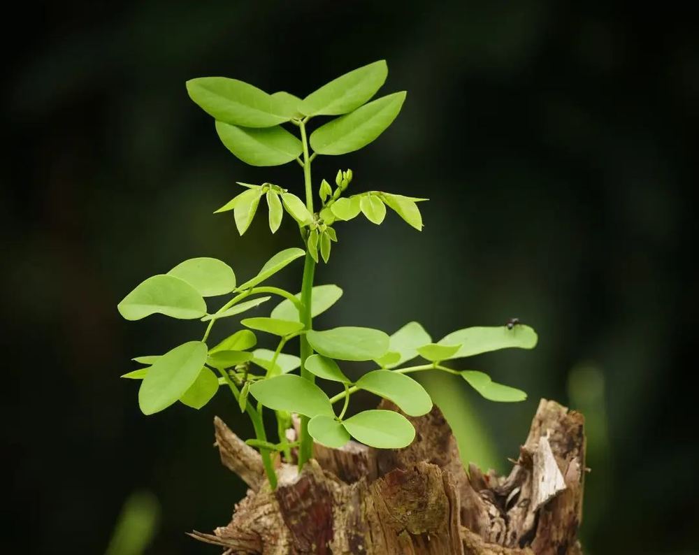 Growth inspiration -- a plant sprout